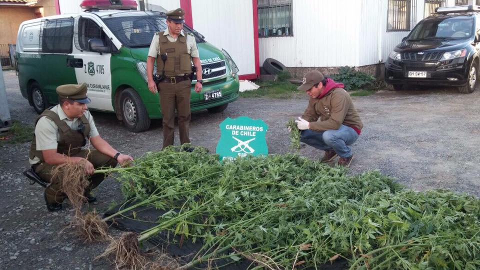 Decomisan plantación de marihuana de 2,5 metros.