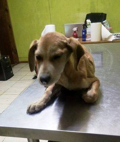 Buscan ayuda para operar a perrita atropellada en Chue.