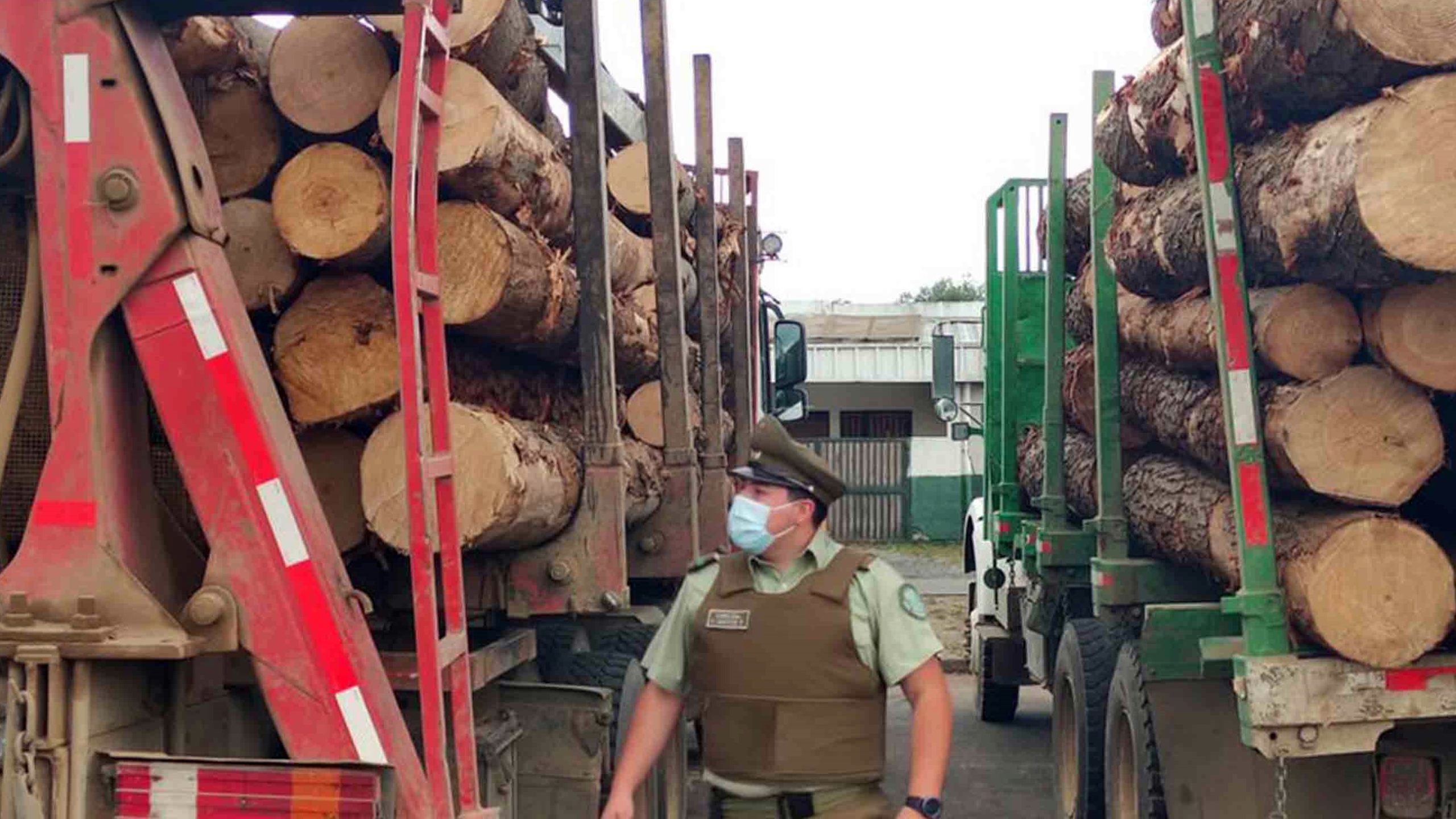 Cayó un quinto cabecilla de banda especializada en robo de madera en el Biobío