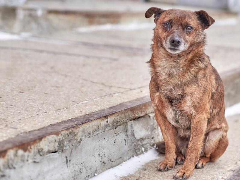 Altas temperaturas: ¿Cómo cuidar a animales de compañía de los golpes de calor?