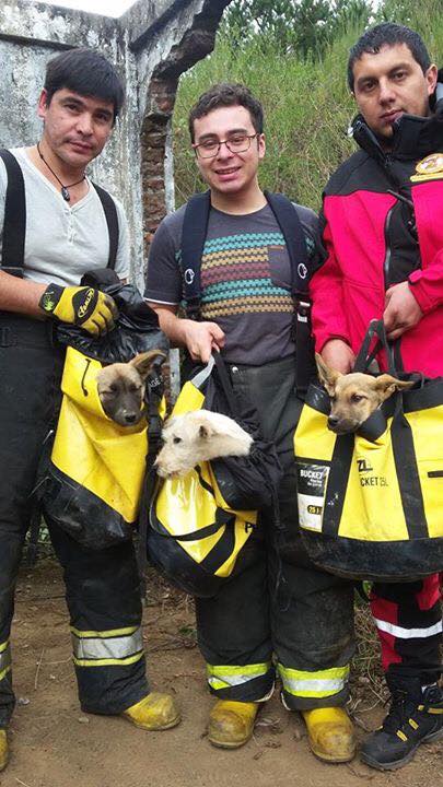 Bomberos salvaron a 3 perros que estaban en un pozo de 25 metros