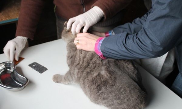 Arauco: Candidatos son sorprendidos en operativo de vacunación de mascotas no autorizado