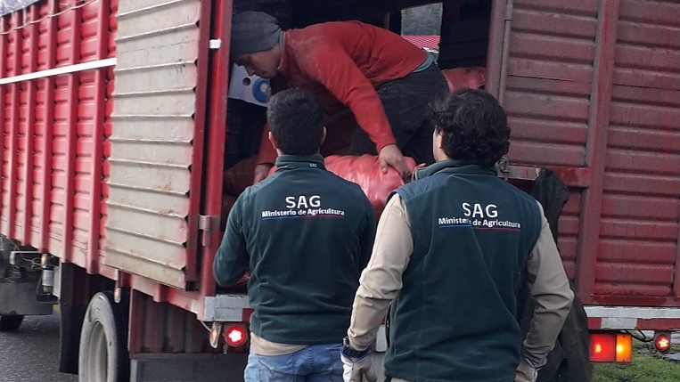 Retienen 100 sacos de papas que serian comercializados en la Provincia de Arauco