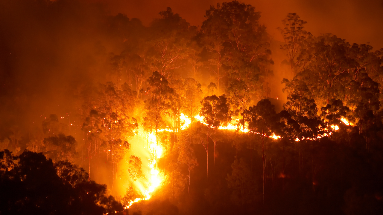Nacimiento y Santa Juana presentarán acciones legales por incendios forestales de 2023