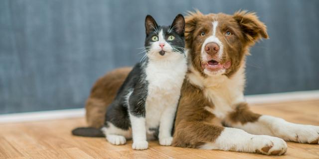 Podría haber permiso laboral a trabajadores en caso de muerte de mascota: discusión pasa al Senado