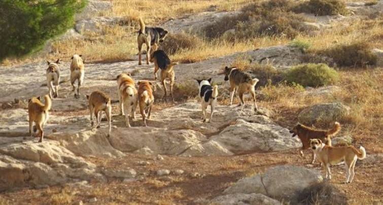 Avanza proyecto que permite la caza de perros asilvestrados
